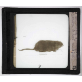 Les Animaux sauvages et la fourrure. Le rat musqué.