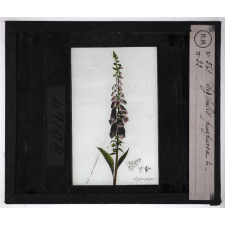 Les Plantes vénéneuses. Digitalis purpurea.