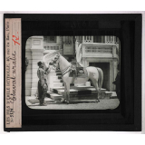 Locomotion terrestre chez les animaux. Cheval arabe.