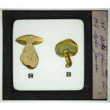 Notions élémentaires sur les champignons comestibles et vénéneux. Bolet granulé et bolet jaune.