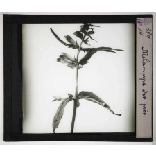 Les Plantes saprophytes, mutualistes et parasites. Mélampyre des près.