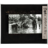 Ceylan. Eléphants au bain.