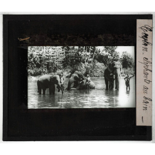 Ceylan. Eléphants au bain.