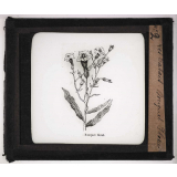 Le Tabac. Bouquet floral.