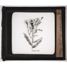 Le Tabac. Bouquet floral.