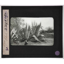 Cultures diverses. Alger. Étude d'agaves.