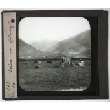 Suisse, montagnes, lacs. Vaches au pâturage.