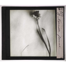 Les Physionomies végétales. Narcisse jaune.