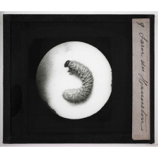 Métamorphoses des insectes. Larve du Hanneton.