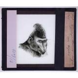 L'Expression des émotions chez les animaux et chez l'homme. Cynopithecus niger au repos.
