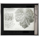 Les Plantes saprophytes, mutualistes et parasites. Mildiou.