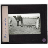 Sahara. Charrue arabe.