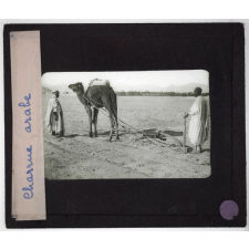 Sahara. Charrue arabe.