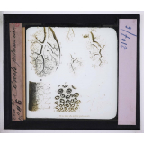 Respiration. Alvéole pulmonaire.