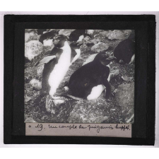 Les Animaux des régions polaires australes (baleines, phoques, oiseaux). Un couple de pingouins huppés.