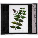 Les Plantes vénéneuses. Coriaria myrtifolia.