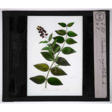 Les Plantes vénéneuses. Coriaria myrtifolia.
