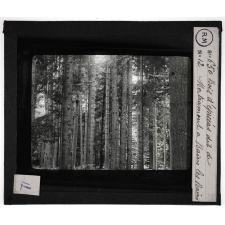 Les Grès bigarrés du département des Vosges. Particularités géologiques et agricoles de la Vôge. Bois d'épicéas dit de Bertramont à Bains les Bains.