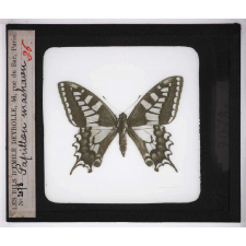Les Adaptations au vol chez les animaux. Papillon machaon.
