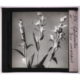 Les Orchidées. Epipactis des marais.