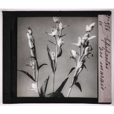 Les Orchidées. Epipactis des marais.