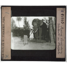L'Inde. Mysore, Cour des Eléphants du Rajah.
