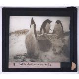 La Vie et les moeurs du pingouin Adélie. Mâle battant des ailes.