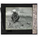 Morsures de serpents venimeux. Capture d'un cobra (1er temps).