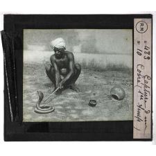 Morsures de serpents venimeux. Capture d'un cobra (1er temps).