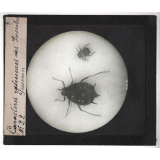 Caractères extérieurs des insectes. Puceron.