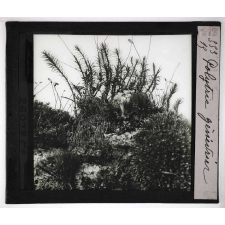 Les Plantes sans fleurs. Polytric genévrier.