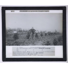 Nitrate de soude. Poirier en pyramide (Notaire Lepin).