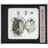 Reptiles et amphibiens. Squelette d'une tortue de terre.