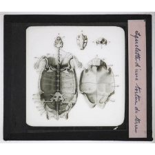 Reptiles et amphibiens. Squelette d'une tortue de terre.