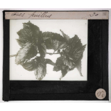 Le Houblon. Cônes feuillus.
