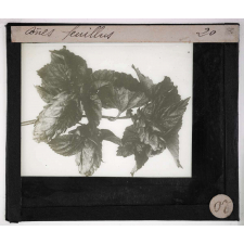Le Houblon. Cônes feuillus.