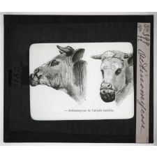 Les Principales maladies de l'espèce bovine. Actinomycose.