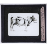 La Tuberculose bovine et les moyens de la combattre. Ganglions explorables sur l'animal vivant.