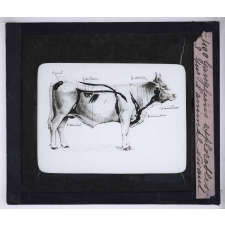La Tuberculose bovine et les moyens de la combattre. Ganglions explorables sur l'animal vivant.