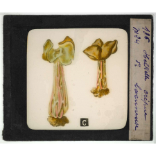 Notions élémentaires sur les champignons comestibles et vénéneux. Helvelle crépue. Helvelle lacuneuse.