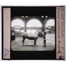 Les Races chevalines, asines et mulassières en France. Jument percheronne pommelée.