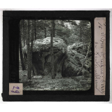 Eau d'infiltration érosions. Arbres et rochers : Forêt de Fontainebleau.