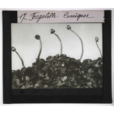Les Plantes sans fleurs. Fegatelle conique.