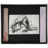 Les Fossiles de l'ère secondaire. Cératosaure. 