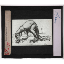 Les Fossiles de l'ère secondaire. Cératosaure.