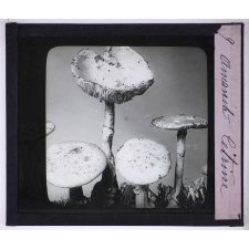 La Vie des champignons. Amanite citrine.