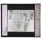 Biologie florale. Viburnum opulus. Thymus serpyllum. Astrantia major.