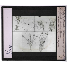 Biologie florale. Viburnum opulus. Thymus serpyllum. Astrantia major.
