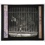 Jardins zoologiques. Le tigre.