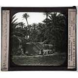 Sahara. Biskra. Maison arabe sous les palmiers.